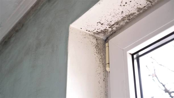 Why You Should Choose Our Mold Remediation Services in Myrtle Beach, SC